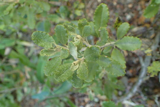 Image of Monro's Ragwort