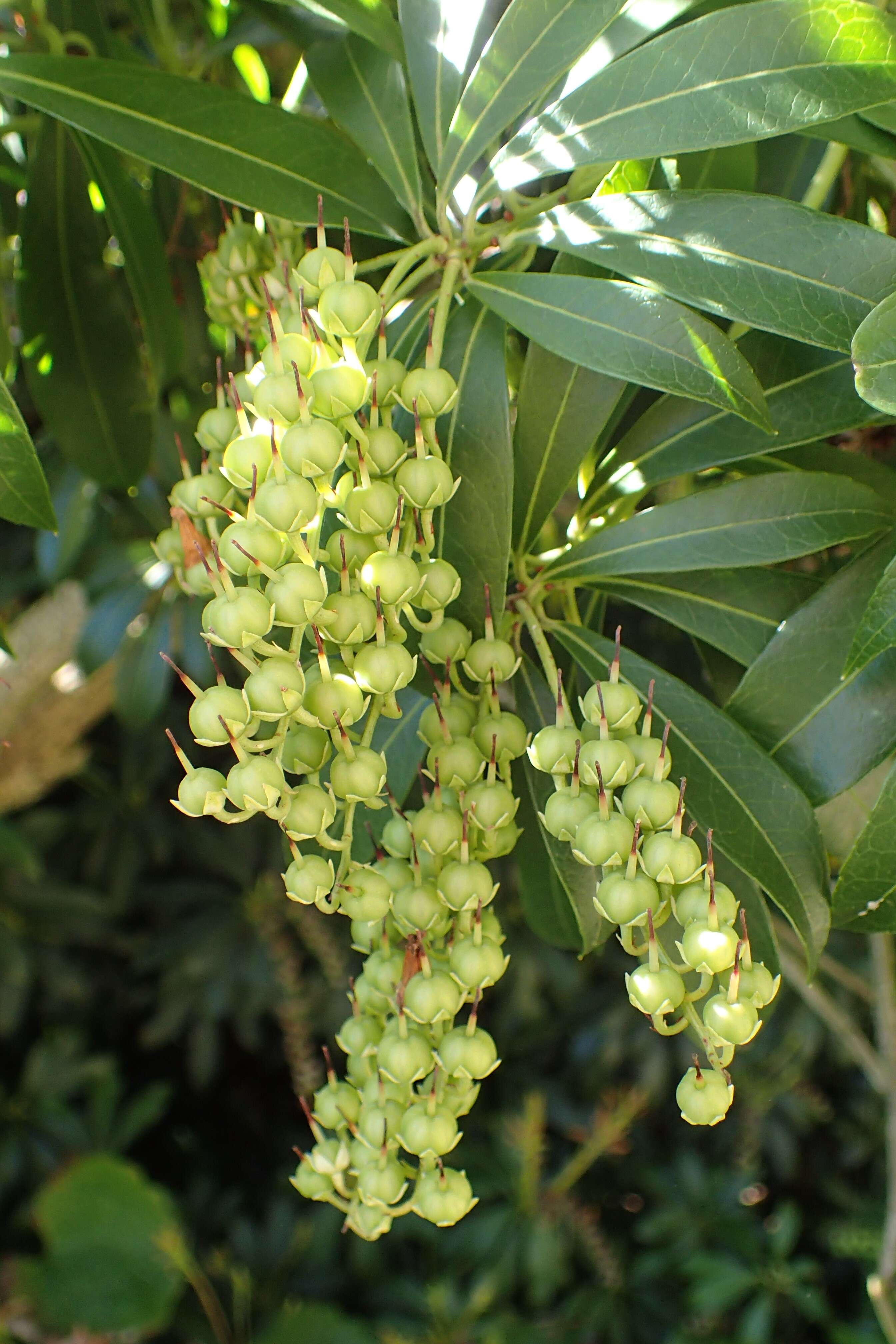 Image of fetterbush