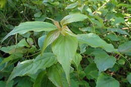 Image of Stachyurus chinensis Franch.