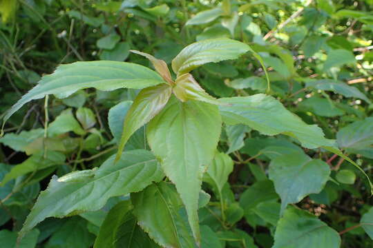 Image of Stachyurus chinensis Franch.