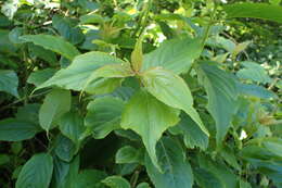 Image of Stachyurus chinensis Franch.