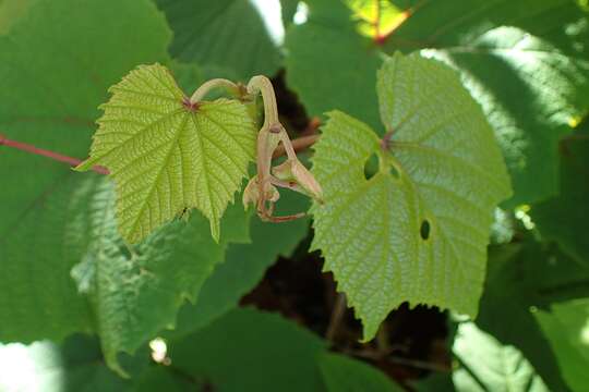 Image of crimson glory vine