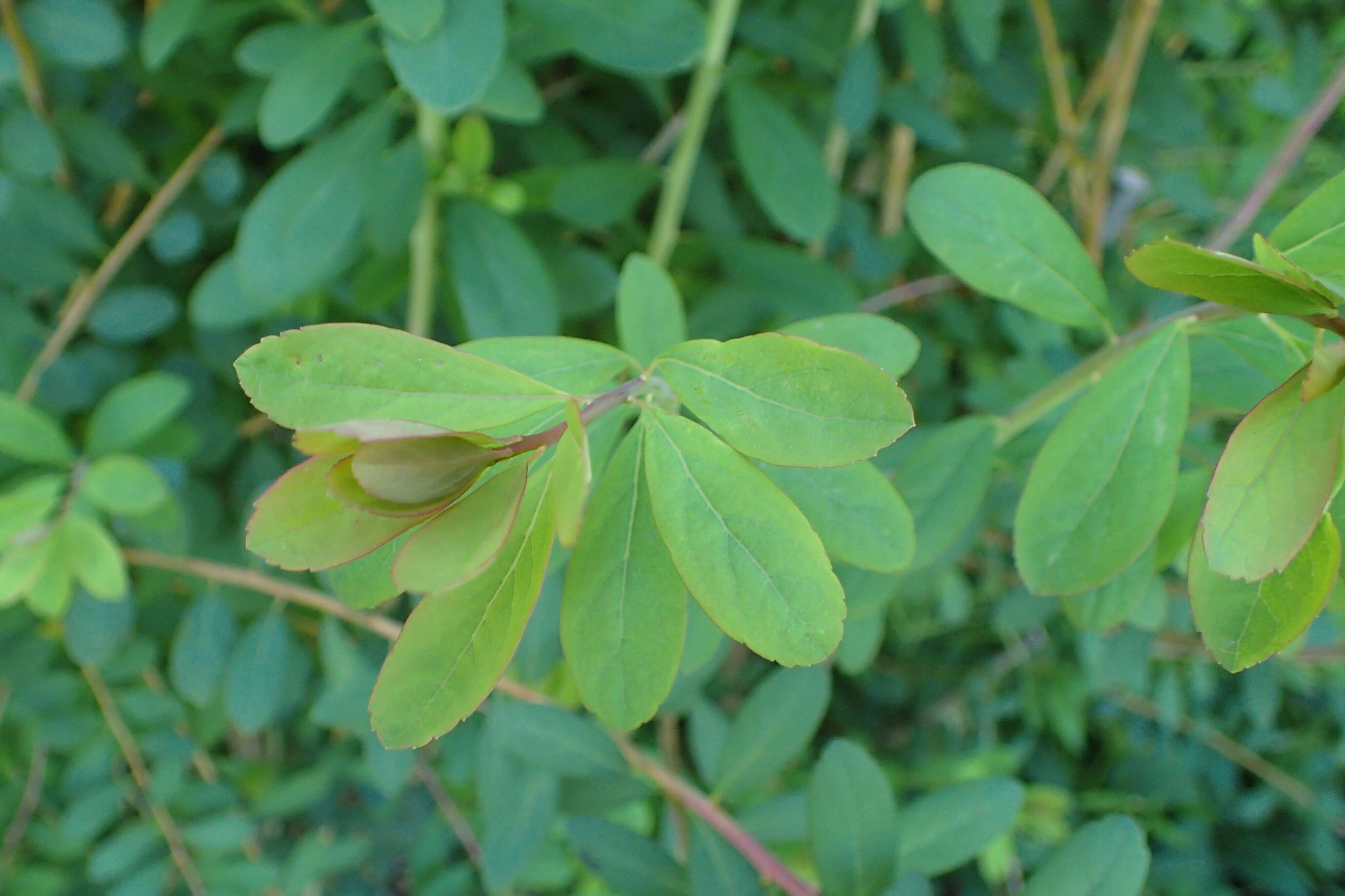 Image of Japanese meadowsweet