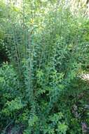 Image of Japanese meadowsweet