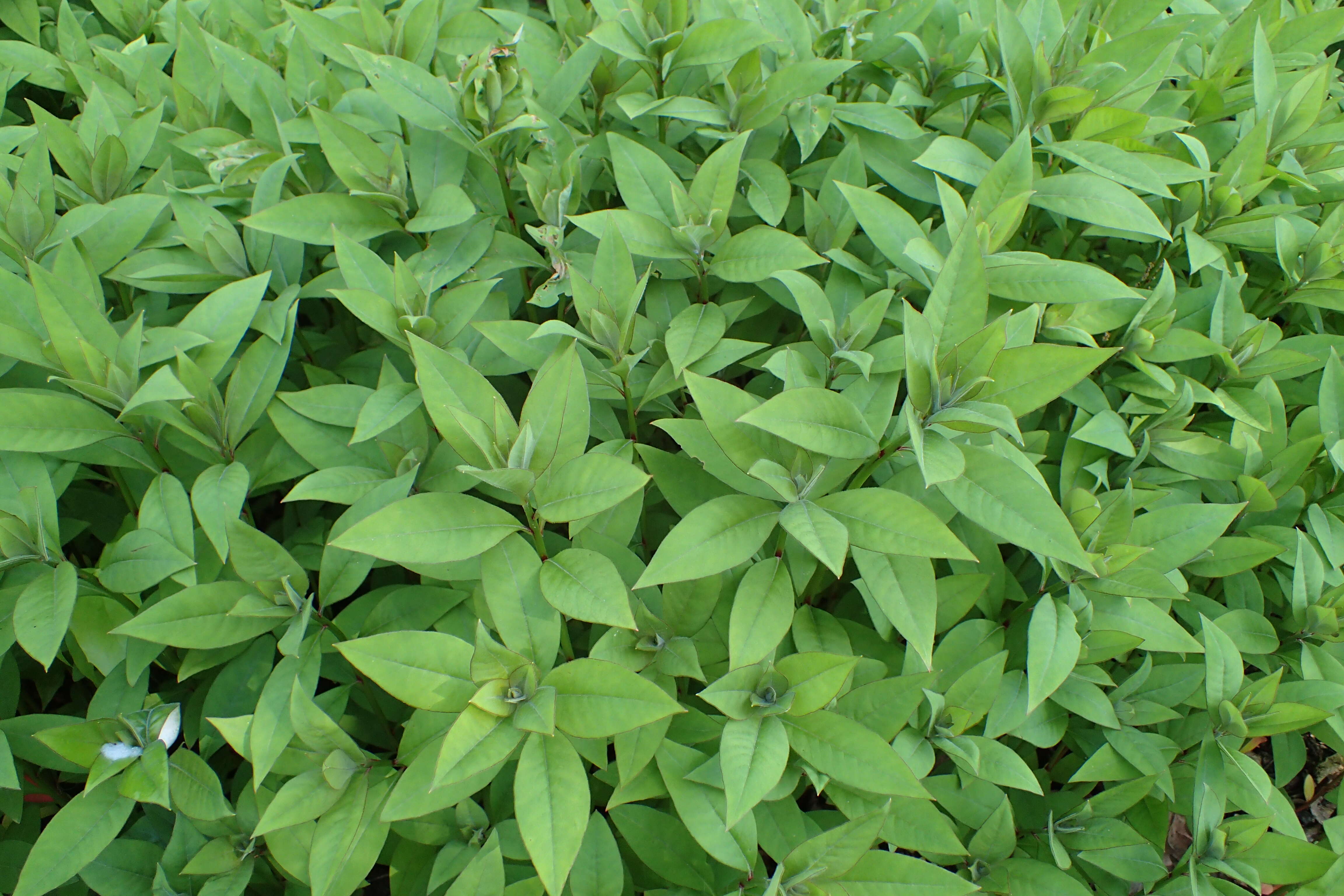 Image of gooseneck yellow loosestrife