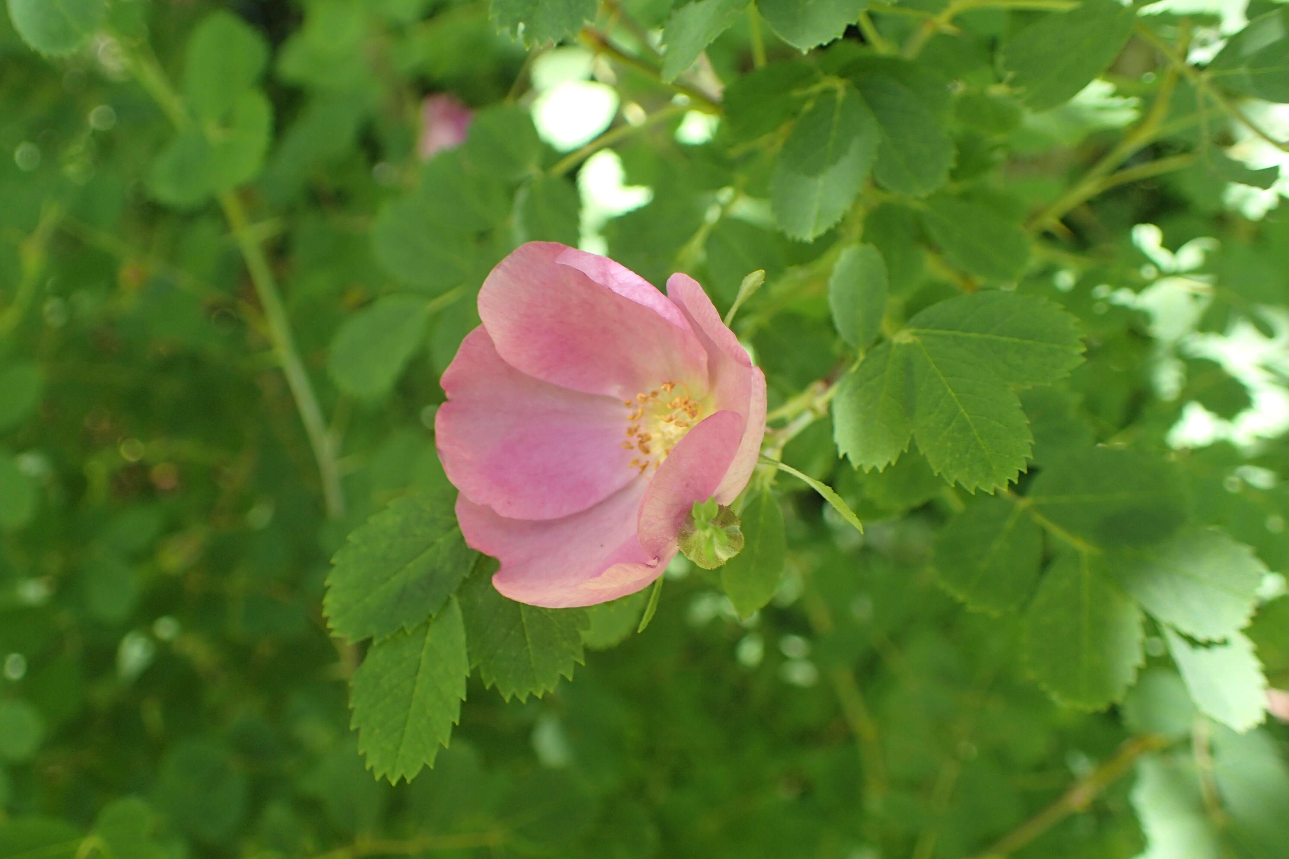 Image of Rosa prattii Hemsl.