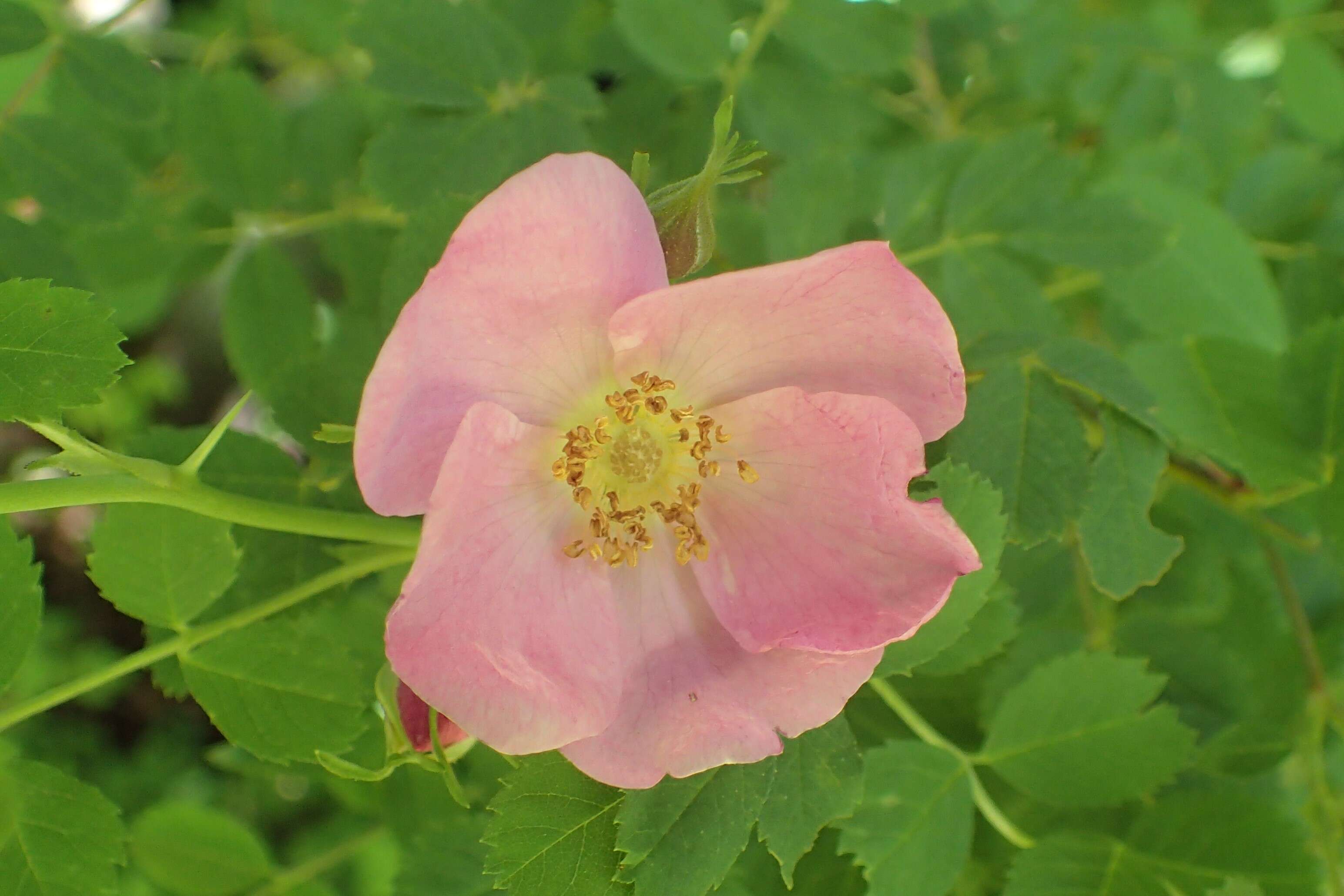 Image of Rosa prattii Hemsl.