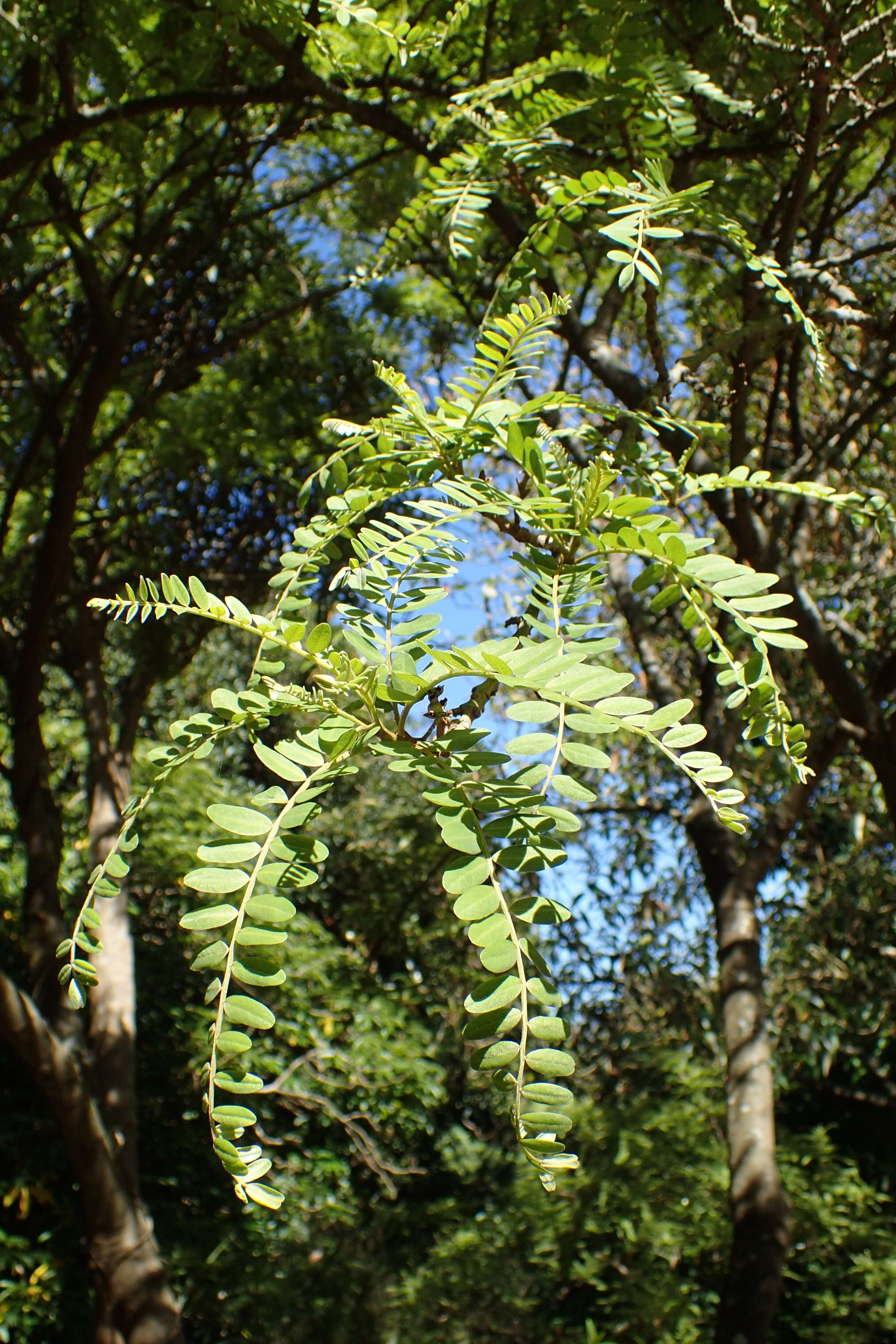 Image of North Island Kōwhai