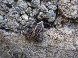 Image of Weinland's Robber Frog