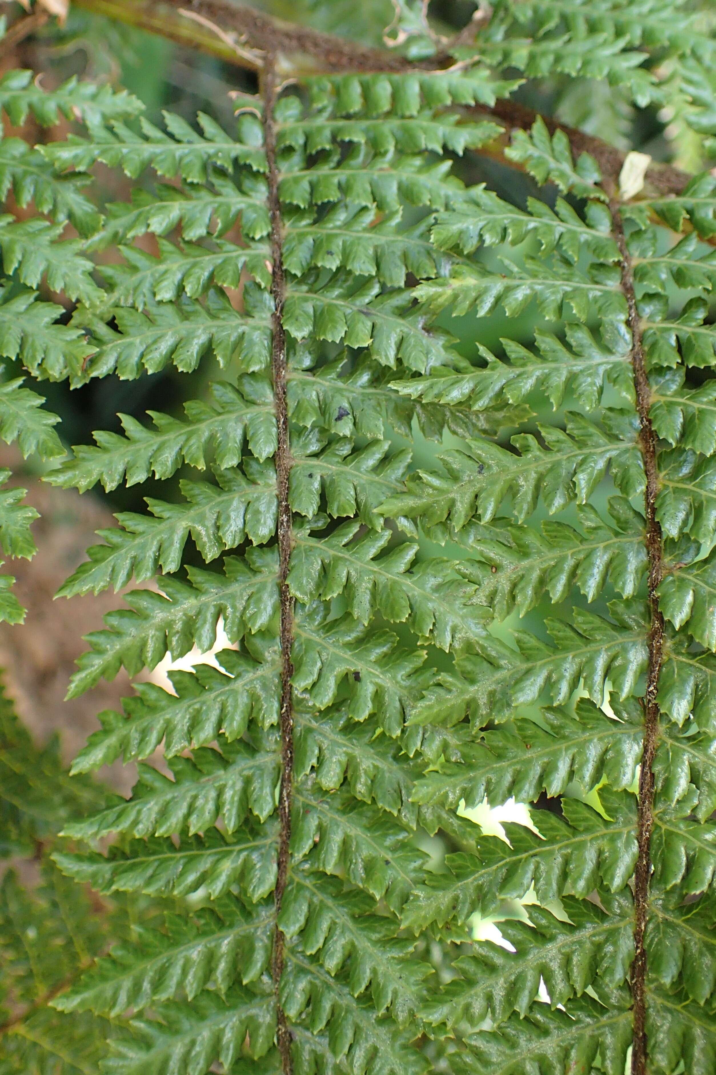 Image of Tree fern