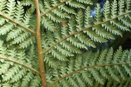 Image of Tree fern