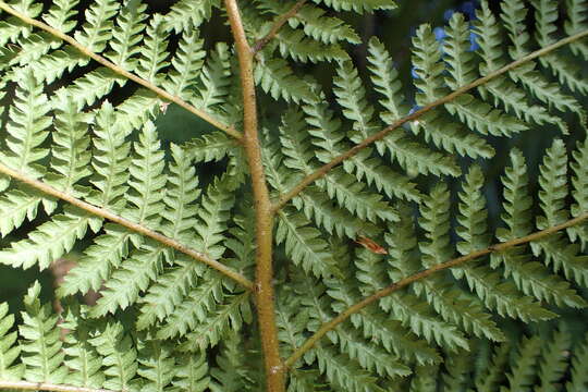 Image of Tree fern