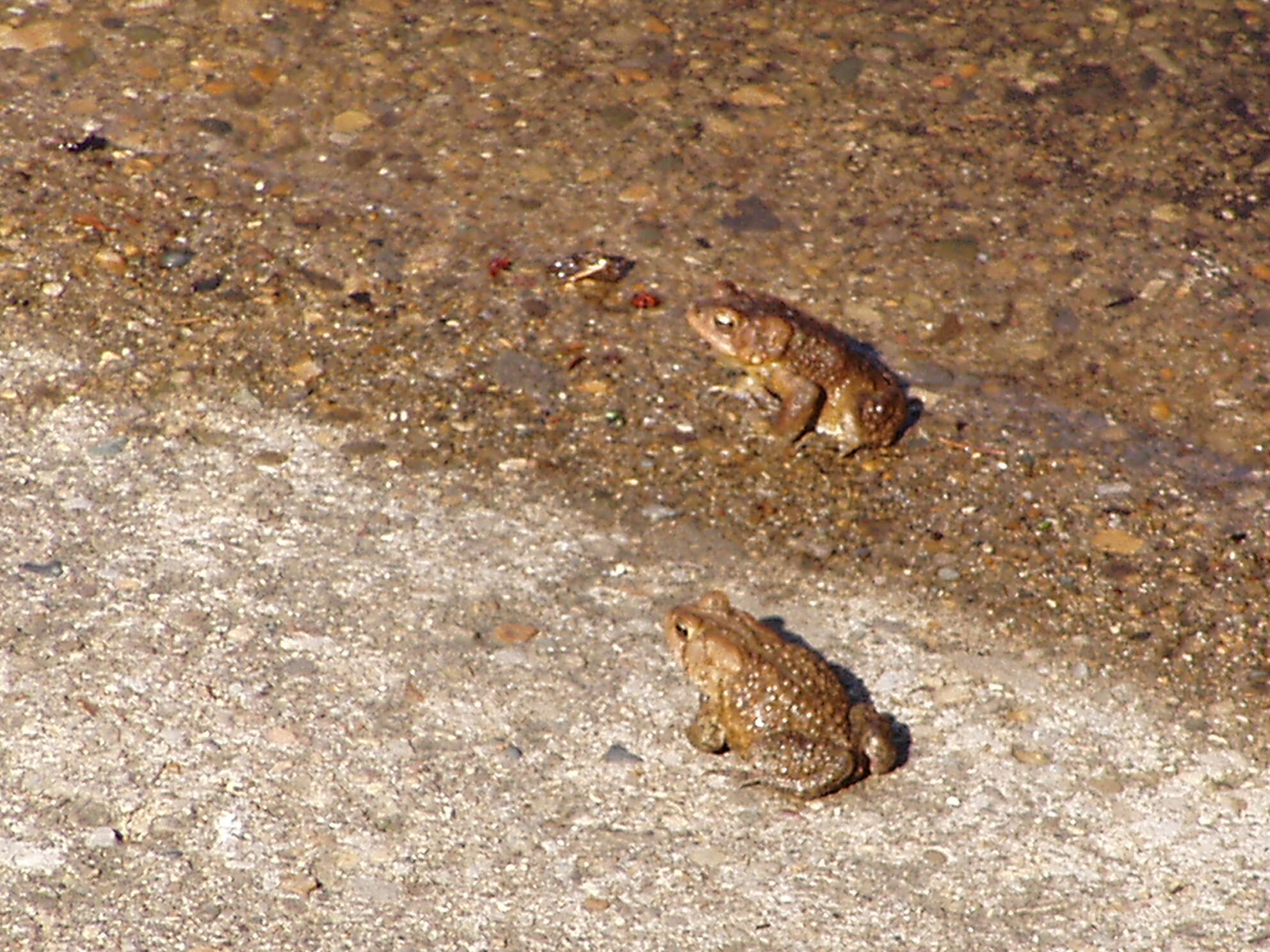 Image of Spring Peeper