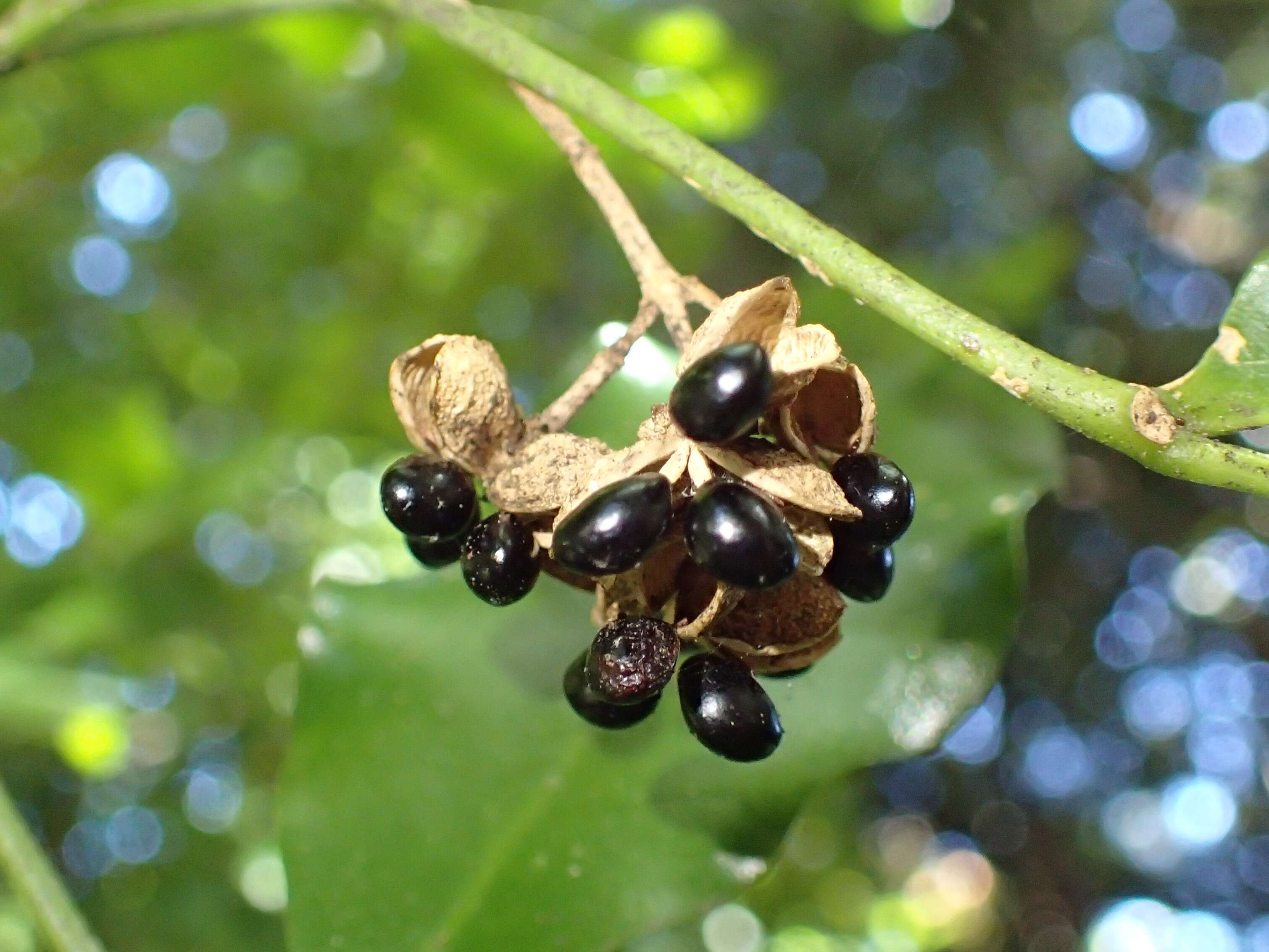 Image of Melicope ternata J. R. Forster & G. Forster