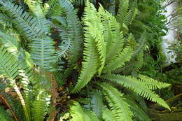 Image of Lomaria discolor (G. Forst.) Willd.