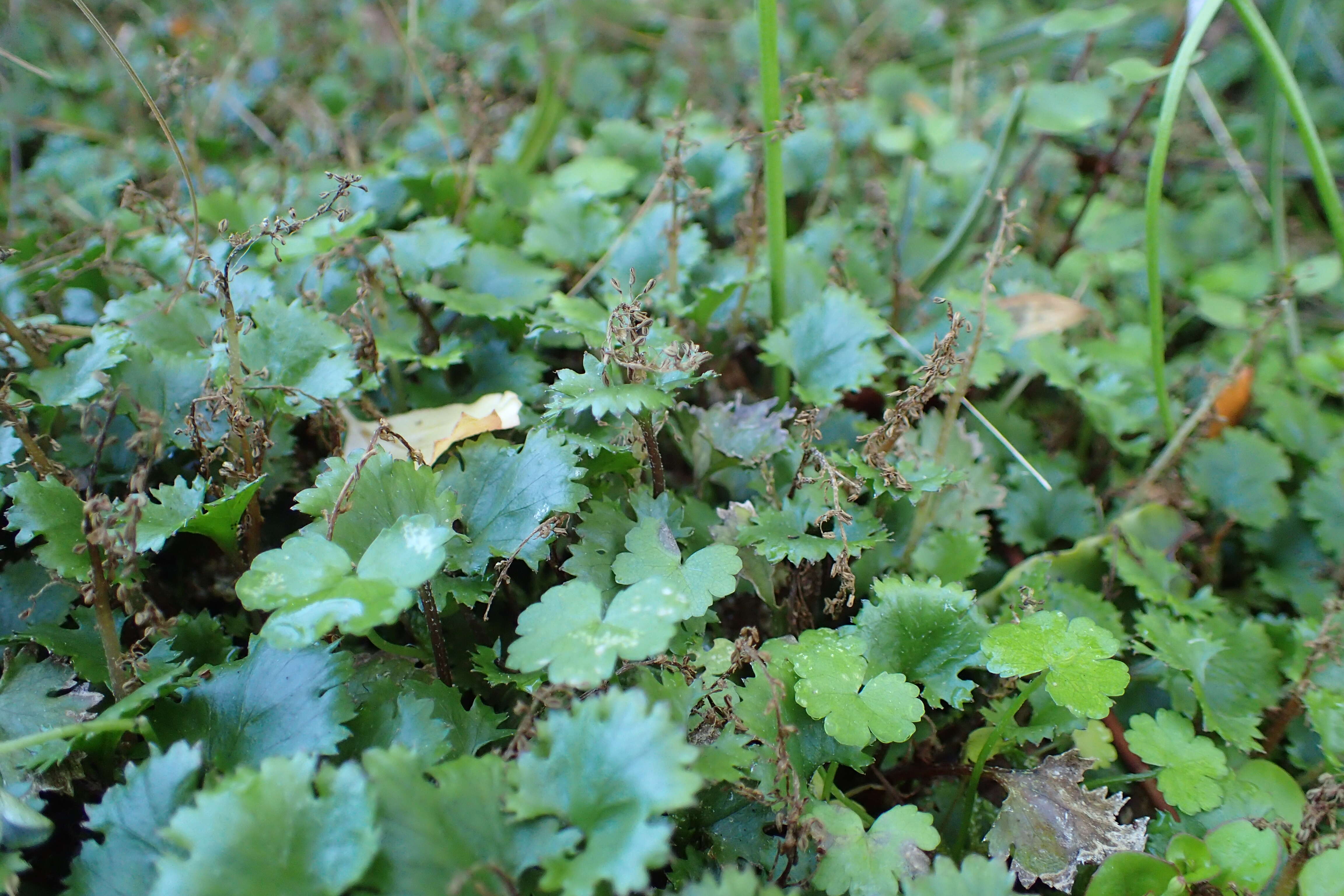 Image of Gunnera monoica Raoul