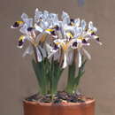 Image of Iris rosenbachiana Regel