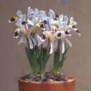 صورة Iris rosenbachiana Regel