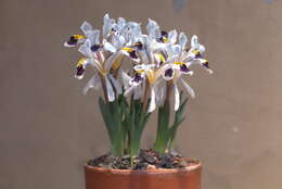 صورة Iris rosenbachiana Regel