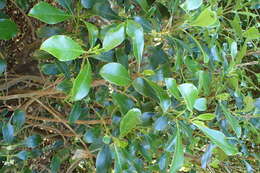 Image of Coprosma lucida J. R. Forst. & G. Forst.