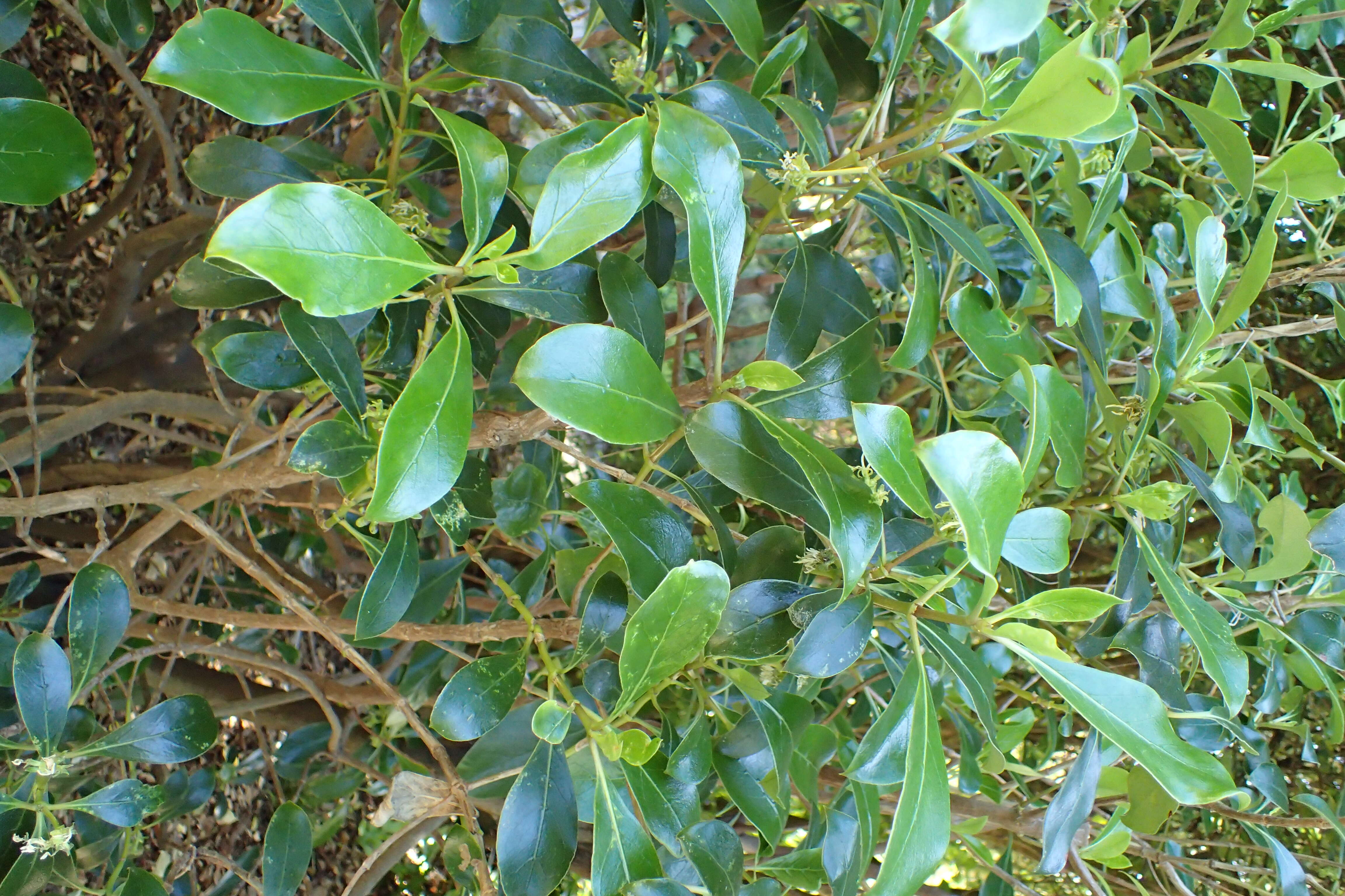 Image of Coprosma lucida J. R. Forst. & G. Forst.