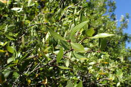 Sivun Pittosporum cornifolium A. Cunn. kuva