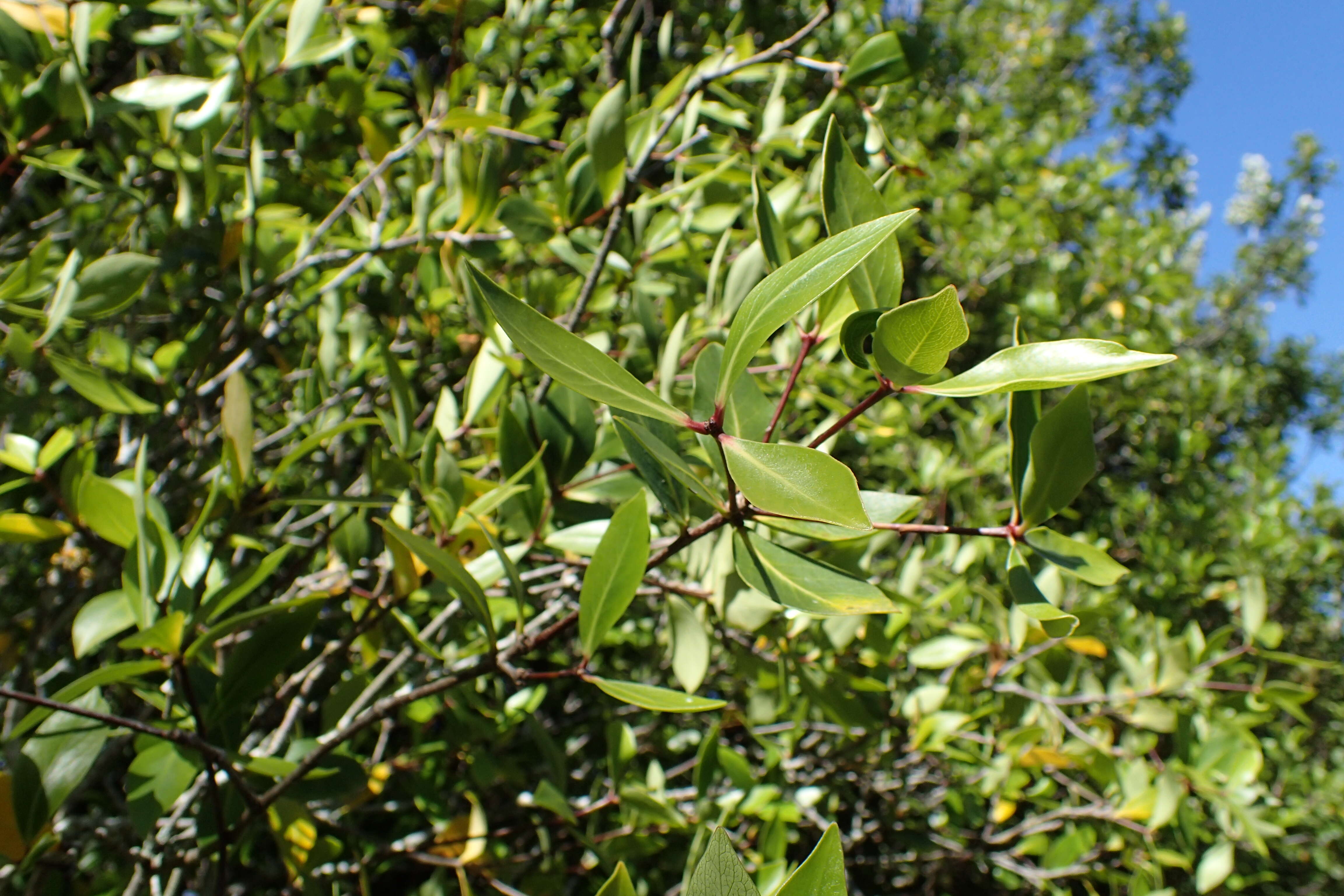 Sivun Pittosporum cornifolium A. Cunn. kuva