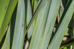 Image of mountain flax