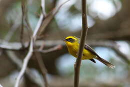 Image of Chelidorhynx hypoxantha