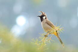 Image of Himalayan Bulbul