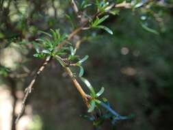 Image of Coprosma rugosa Cheeseman