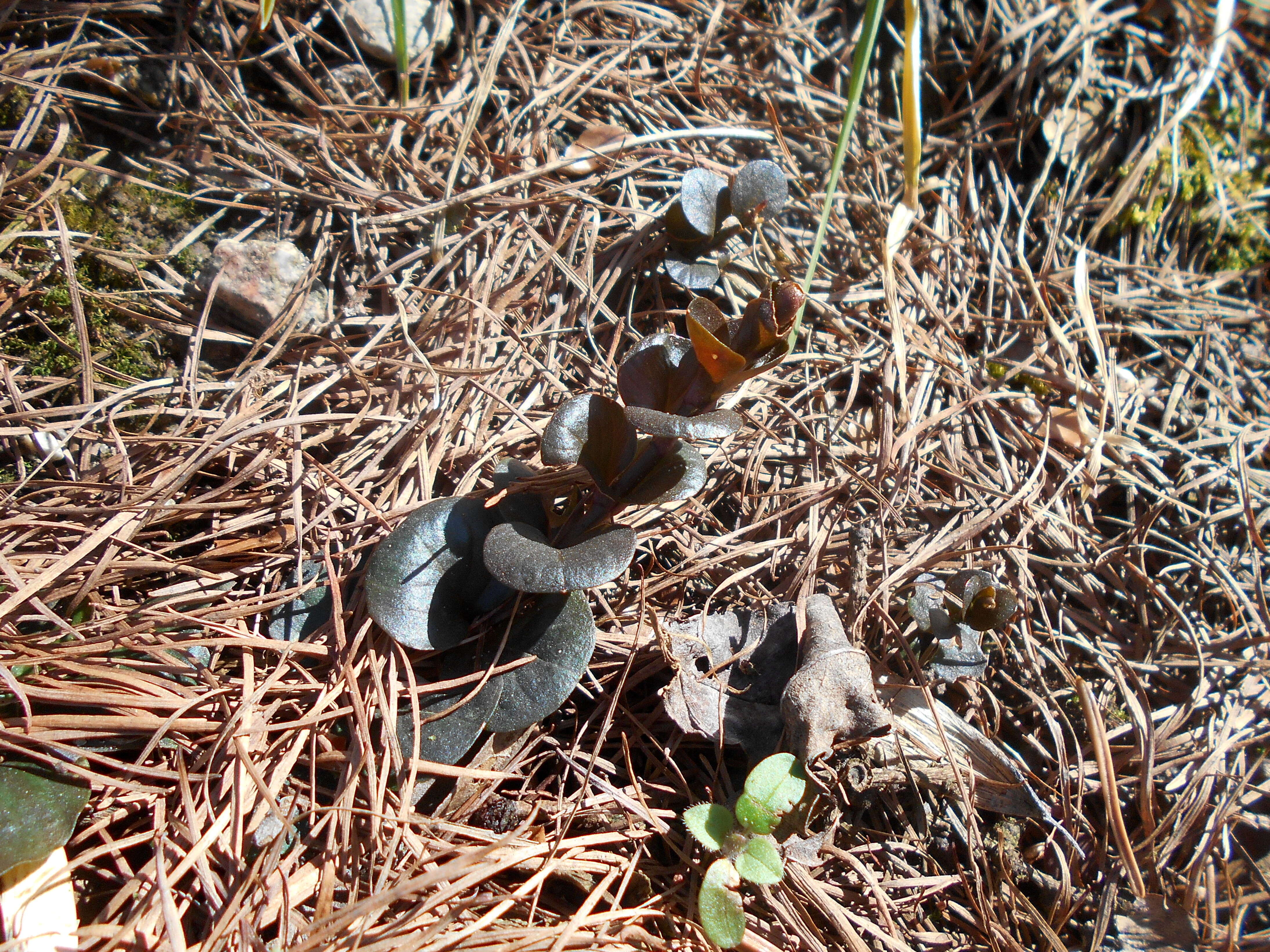 Image of creeping jenny