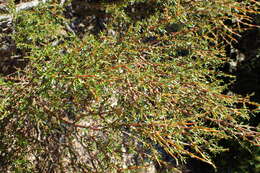 Image of Coprosma rugosa Cheeseman