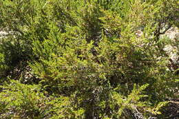 Image of Coprosma petriei Cheeseman