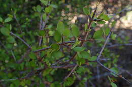 Image of Coprosma intertexta G. Simpson