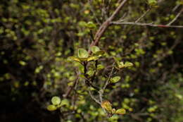 Image of Coprosma tenuicaulis Hook. fil.