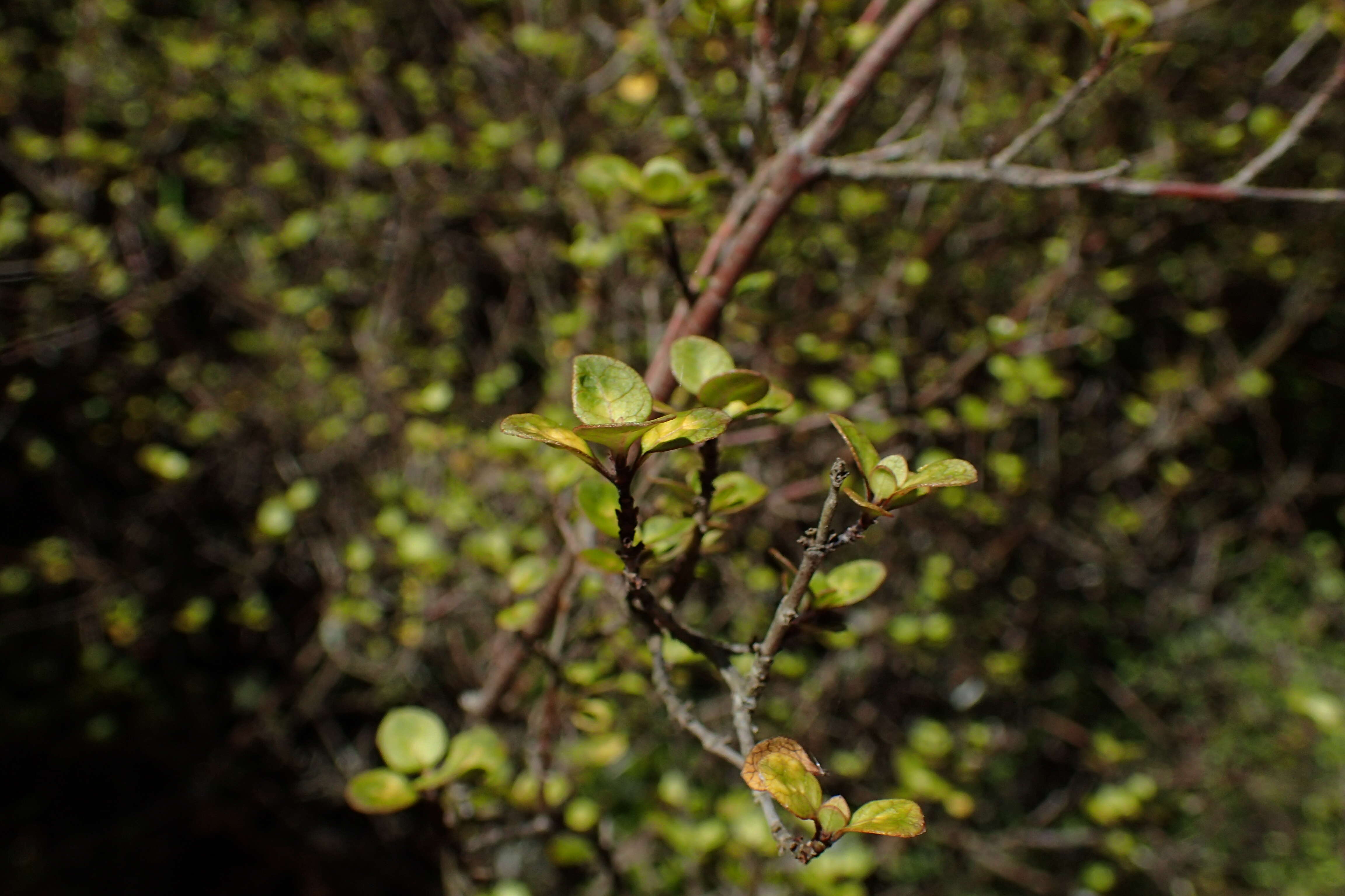 Image of Coprosma tenuicaulis Hook. fil.