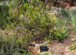 Image of Darwinia meeboldii C. A. Gardner ex C. A. Gardner