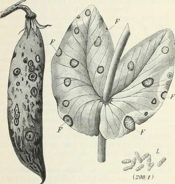 Image of Didymella