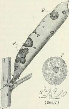 Image of Didymella