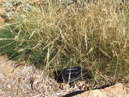 Image of hard spinifex