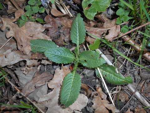 Image of small teasel