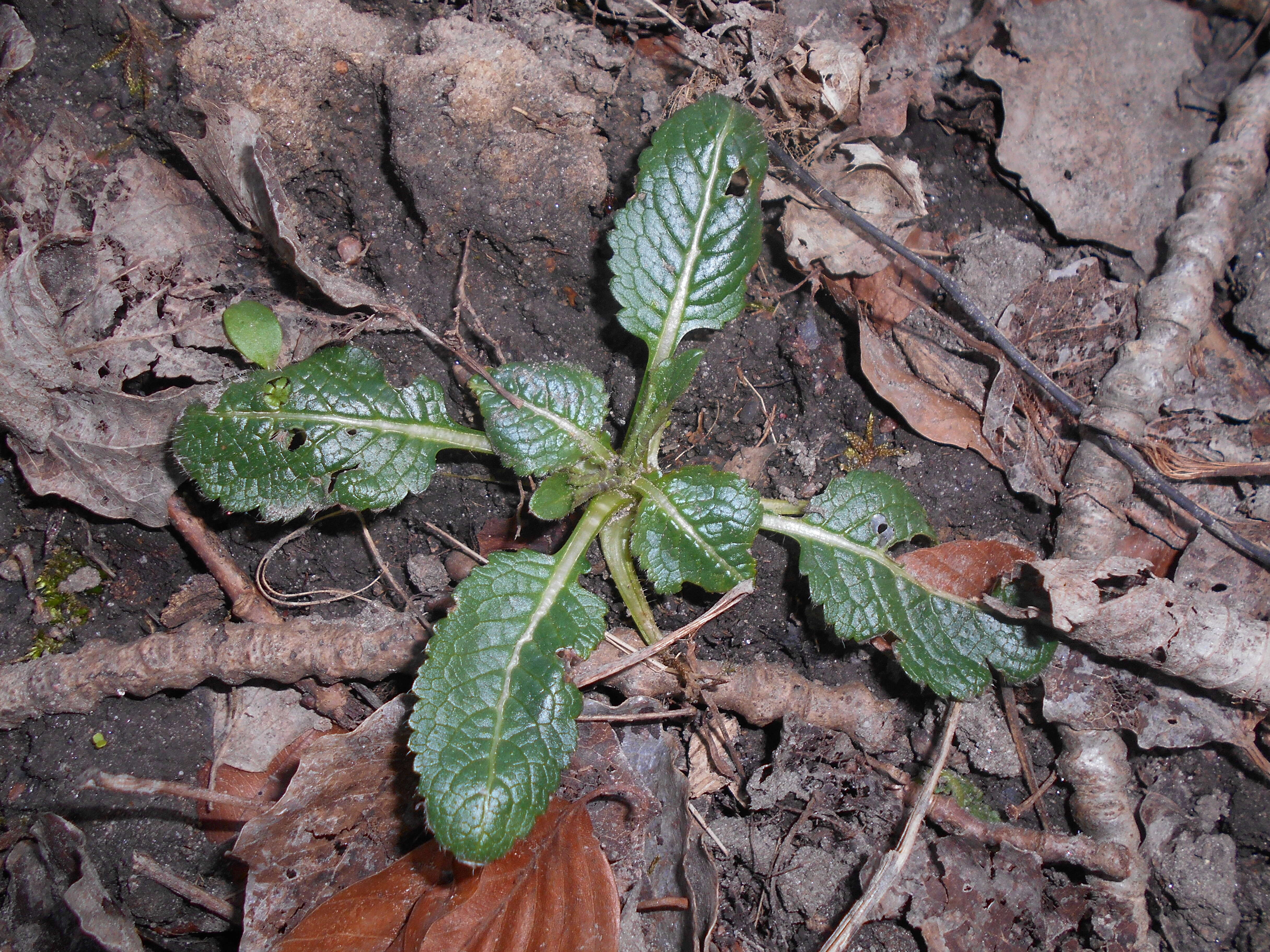 Image of small teasel