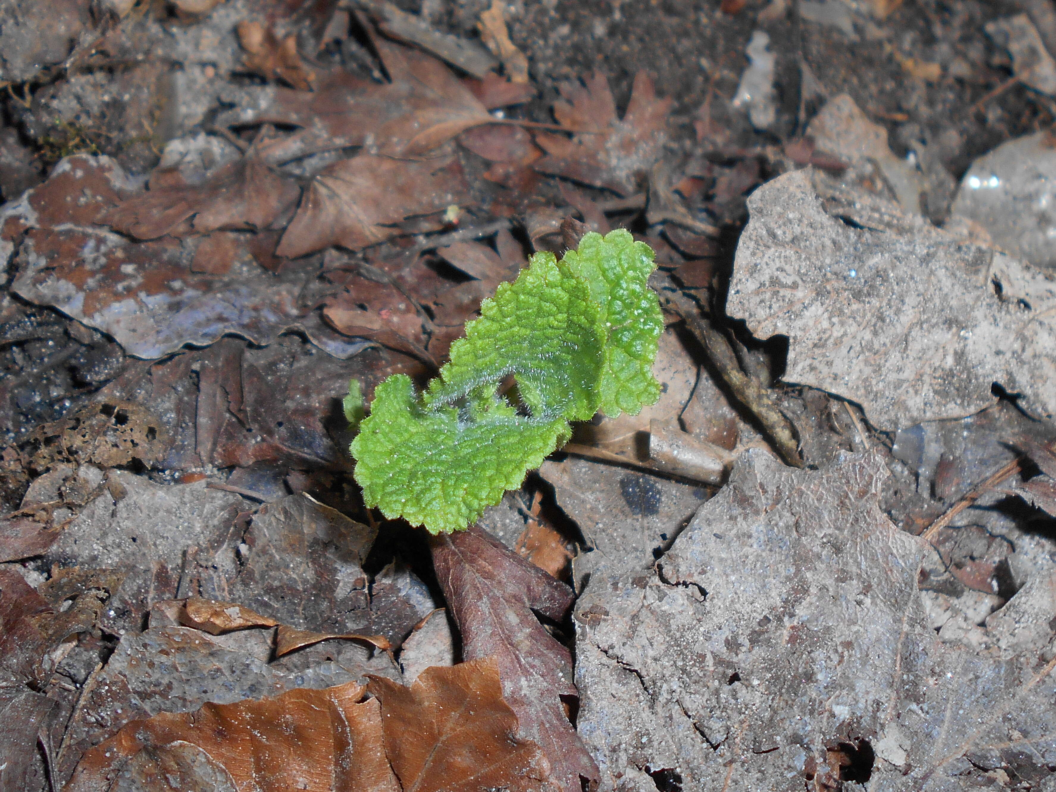 Image of hedge nettle