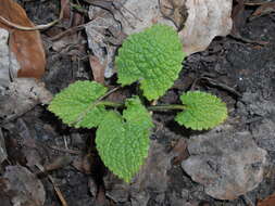 Image of hedge nettle