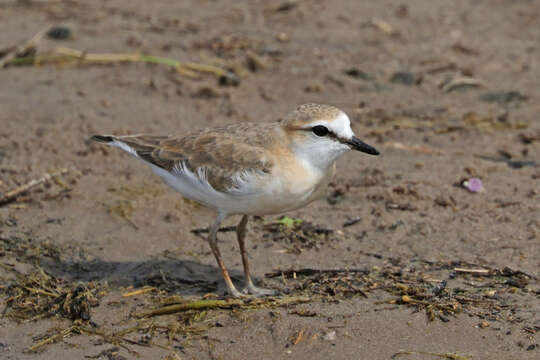 Image of White-fronted Plover