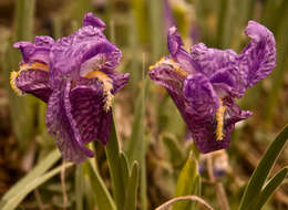 Image of Iris kemaonensis Wall. ex D. Don