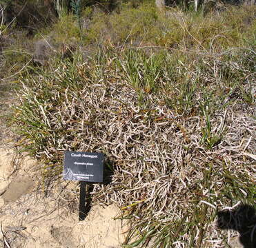 Image of honeypot dryandra