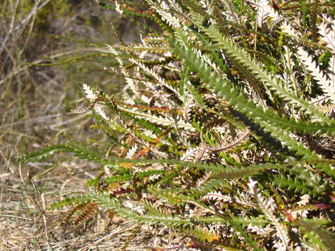 Image of honeypot dryandra