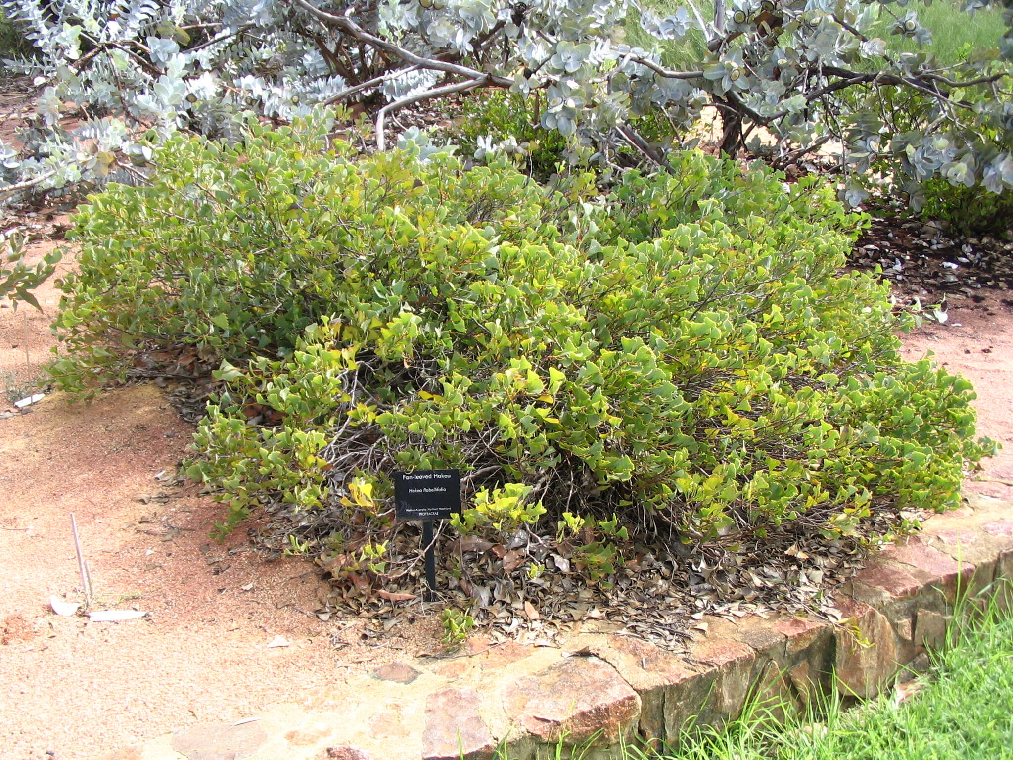 Image of Hakea flabellifolia Meissn.